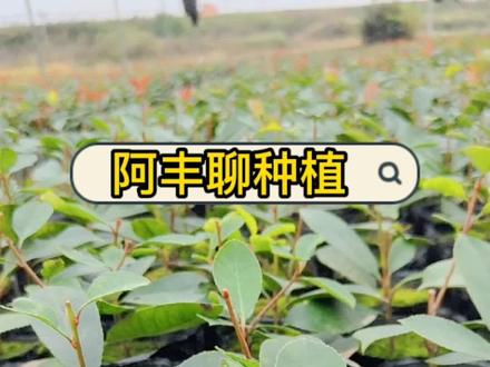 如何修剪红叶石楠及最佳时间#创作灵感 #大量供应绿化苗木供应 #阿丰聊种植 #新品种红叶石楠 #扦插繁殖 #绿化工程 #苗木销售 #正能量 #知识分享 #上热门 #红叶石楠 #色块苗 #金牌苗木人 #诚信苗木人 #苗木基地 #苗木供应