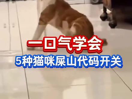 一口气学会5种猫咪屎山代码开关#猫咪#猫咪日常#养猫经验分享#猫咪知识#猫咪代码