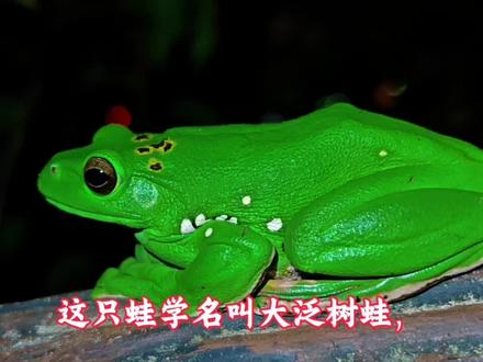这只蛙学名叫大泛树蛙,属于树蛙科泛树蛙属的两栖动物。它的典型特征很明显,体背呈鲜亮的绿色,带有不规则的黄褐色斑点,身体侧面和四肢有白色点状花纹,指、趾末端有吸盘(适应树栖生活),趾间蹼发达,成年大泛树蛙体型较大(可达8-12厘米)。大泛树蛙主要分布在我国南方多省,常栖息于山林、竹林等潮湿环境中,是比较常见的国产树蛙之一#大泛树蛙#野生动物#摄影#日常分享
