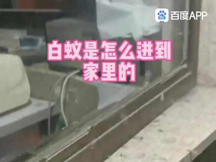 #家里为什么会有白蚁,是从那里来的#白蚁危害#白蚁防治#三水白蚁防治#佛山白蚁防治
