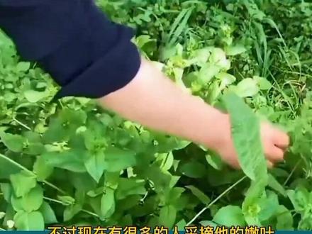 喜欢的爱不释手不喜欢的避而远之。#野菜美食 #野菜 #涨知识 #每天跟我涨知识 #科普一下 #知识科普 #抖音看世界 #我在抖音涨知识 #小妙招大作用 #知识分享 #科普 #日常生活小常识 #看世界 #健康饮食 #有认识的吗