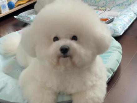 这是一双绿豆眼!#一坨棉花糖狗狗 #比熊 #抖in萌宠计划