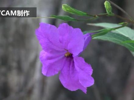 SONY高清HDV VIC拍的,设置了PP