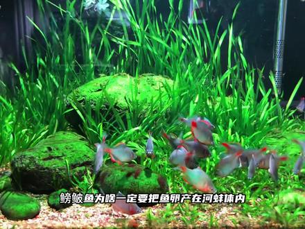 离了河蚌就得断子绝孙?鳑鲏鱼为啥一定要把鱼卵产在河蚌体内? #知识前沿派对 #抖音知识年终大赏 #神奇动物在抖音 @抖音科普 #科普 #鳑鲏鱼