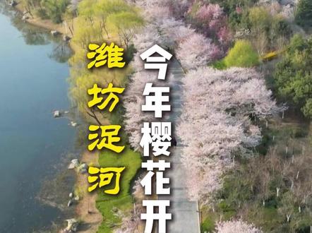 潍坊浞河今年的樱花开得格外的早! #浞河樱花大道 #浞河 #樱花市集 #浞河赏樱攻略 #赏花🌸