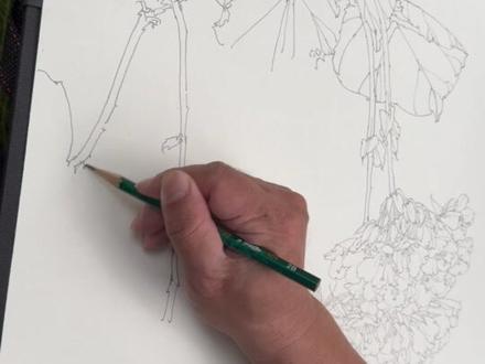 写生白描 非洲芙蓉 #白描