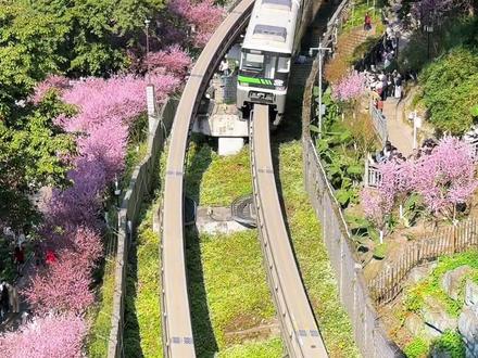 如何快速到达开往春天的列车打卡地,一条视频告诉你#旅行足迹 #开往春天的列车 #重庆旅游攻略