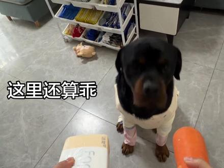 挑战成功✌️#纸巾萝卜 #志强不是猛犬 #抖音神犬 #萌宠萌宠 #狗狗