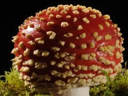 这是什么蘑菇? #蘑菇 #这是什么 #热点