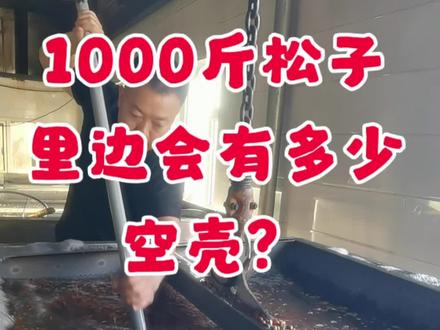 松子质量好的基础是原料质量要好,所以必须把空壳筛选干净 松子 2025年松子的收成远不如往年,这是年头决定的,今年的这个松子儿松塔小,所以松子颗粒普遍也小,而且今年虫眼多,所以要想筛出一些符合我们加工用的标准的原料,还是挺费劲的,之前直播的时候跟别人说我的生原料合到50多一斤,还没人相信。如果不信,你就问问身边松子的行家,野生松树的松子,要水漂的籽,原料550~580,出8.5个点,这种原料得多少钱?懂的人一下就能看明白我在说啥,切记,不要人工林,不要比重料,不要陈松子混杂!各位大神,你们自个去问问吧。你要是感觉你牛逼,你给我提供点,我现在估计还差个3~5吨原料#东北红松子 #开口松子 #坚果炒货 #办公室零食 #坚果零食