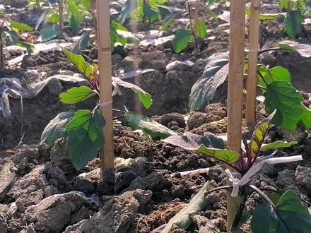 茄子苗搭架吗?农村小伙这样做的,茄秧挂果多还高产,学学吧 #种菜小技巧 #茄子种植管理技术