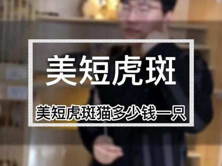 美短虎斑猫多少钱一只(A744)#美短虎斑猫多少钱一只 #美短虎斑猫 #美短猫 #虎斑猫 #美短 #猫多少钱一只 #买猫 #买猫避坑 #美短猫的价格