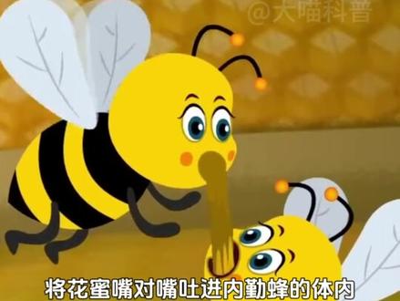 蜜蜂边走边拉,是在生产蜂蜜吗? #科普知识 #蜂蜜 #蜜蜂