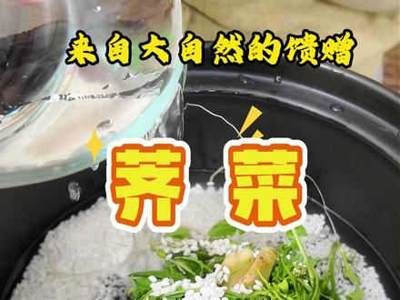 四川的荠菜都没人挖啊,你们那边有没有呢?这个荠菜粥一定要去试一试!这可是地气精华汤,#荠菜 #荠菜的神仙吃法 #荠菜长啥样 #四川荠菜 @抖音创作小助手
