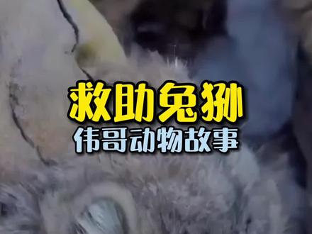 俄罗斯男子救助了只兔狲,忍不住投喂,结果令人哭笑不得...#万物皆有灵性 #反转 #萌宠