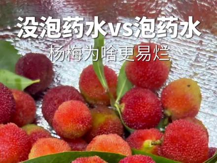 野生杨梅很娇嫩的,一碰水就要烂掉,为什么泡药水反而不会烂? #杨梅泡药水你还吃吗 #杨梅 #杨梅泡药 #野生杨梅 #杨梅瑞纳冰