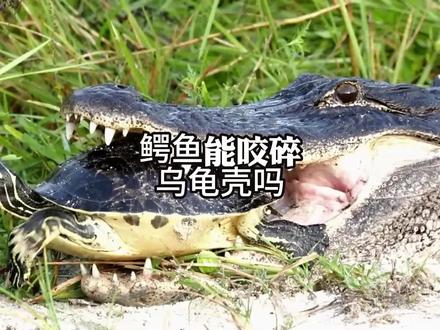 鳄鱼能咬碎乌龟壳吗#科普一下 #鳄鱼 #涨知识