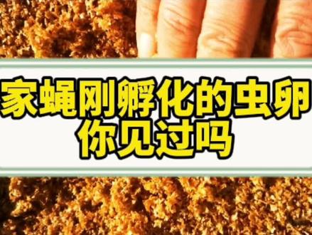 #我的小可爱,给你喂食长的快,乖乖吃饭长身体,买车买房全靠你😂#蝇蛆孵化#蝇蛆养殖#高密度养殖