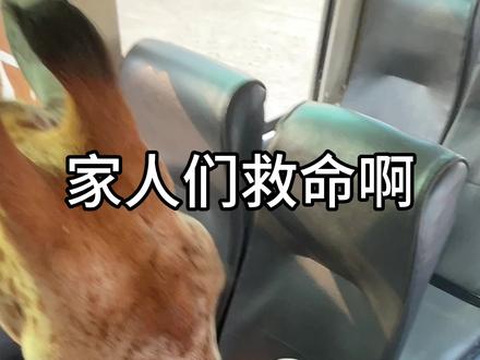五一小长假临近,计划来泰国曼谷🇹🇭的姐妹们可要把这条视频收藏好哦🌟!【北碧府一日游】——你不可错过的曼谷周边小众玩法❗️
沿途的风景,慢悠悠的生活,还有可可爱爱的小动物们,假期珍贵,快来开启一场治愈系拉满的欢乐假期吧~♥️
📝【行程分享】:
8:00- 专车恭候,全程中文导游
11:00- 北碧府动物园
13:00- “死”亡铁路
14:30- 桂河大桥
15:30- Meena Cafe稻田咖啡下午茶
17:00- 结束治愈之旅
📋【注意事项】:
1、曼谷市区 🚗 到北碧府约2.5小时车程,怕晕车的宝贝提前备好晕车药~
2、户外景点多,记得提前做好防晒工作,遮阳伞必备!
3、投喂长颈鹿的胡萝卜都可以现场买,不贵~
4、北碧府动物园算是小网红打卡地,想去的得提前定~
#泰兰德的夏天永不停歇 #五一超会玩计划 #北碧府 #曼谷小众景点 #泰国旅游攻略 @抖音创作者中心
