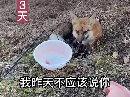 近日,男子钓鱼偶然投喂讨食狐狸,结果狐狸连续5天原地等待男子,一人一狐从陌生到熟稔的样子太美好了!