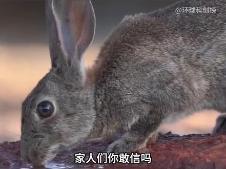 中国治沙智慧惊艳全球,120万光伏兔搞定20万亩沙漠! #科技 #治沙 #黑科技 #沙漠