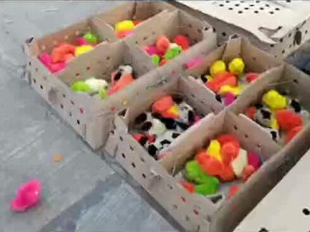 彩色小鸡是怎么形成的,它经历了什么?说出来你都不一定相信#疏勒发布