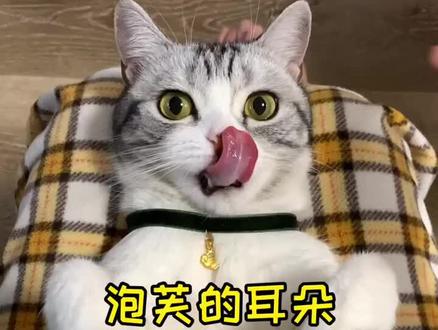 关于猫咪的耳朵 你还知道哪些特别之处呢?#vlog日常 #猫