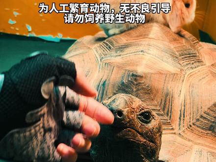 虽然千年王八万年龟是假的,但是亚达伯拉象龟真的能传三代#龟龟🐢 #陆龟 #亚达伯拉象龟
