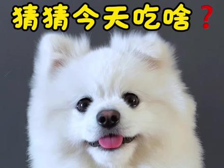 狗狗吃播萝卜小馒头,三文鱼蛋蛋馋哭了 #狗狗吃饭 #狗狗吃播 #狗狗 #可爱到爆炸💥 #萌宠出道计划