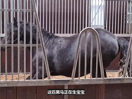 黑马惊心生崽过程!小马刚出生就不幸夭折,黑马最后却因祸得福 #马 #黑马 #马生产过程 #万物皆有灵性