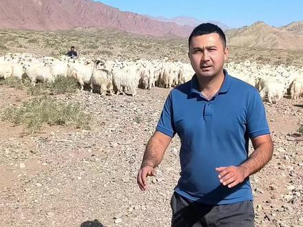 又可爱又好吃的柯坪小山羊#山羊#新疆#柯坪县