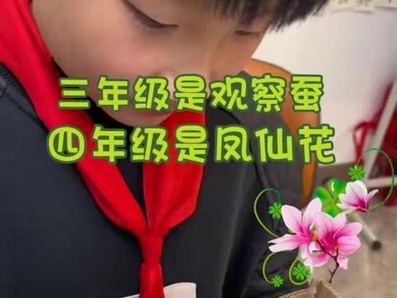 凤仙花种子四年级学生科学实验套餐儿童种植小盆栽种籽透明观察盒 #四年级 #科学实验 #种植凤仙花 #科学作业 #种植小技巧