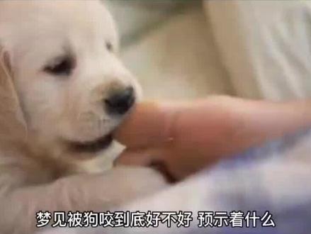 睡觉梦见被狗咬伤、这样的梦到底预示什么、如何解释这种现象 #周公解梦#梦见被狗咬#解梦
