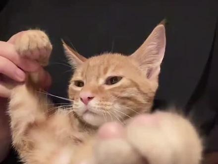 小猫这玩意谁研究的呢