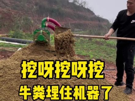 规模化牛场粪污清理及处理全部机械化,省时省力,一起了解下#养牛人 #养牛场 #养殖场 #牛粪 #牛粪处理