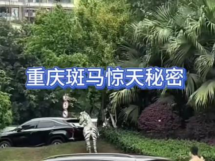 最近重庆斑马消失的事件是个好玩的事情。
2026年3月28日14点这个斑马已经不在原来的位置上了。
通过几个视频还原出来。
最早发现这个路上出现斑马的是一个小姐姐。
然后这个斑马就睡在马路上。
视频中有几个小伙子把斑马抬到草坡上。
路人马上看到是斑马都还在。
但过一会儿斑马又不在了。
结果28号14点群众发现斑马已经不在了。
哈哈哈,神人多的很。
请后面同志陆续报的斑马的行踪。
#重庆斑马 #斑马去哪儿了#重庆神人 #神人