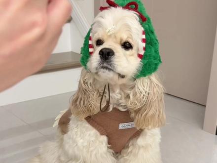 到底该怎么教啊🤯这个智商还有救吗!?
#纸巾萝卜 #萌宠 #小傻狗