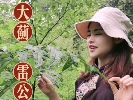 大蓟全身都是刺,老一辈说有毛有刺能消肿…你知道他吗?#中草药 #神奇植物在哪里 #苗药 #大山里的原生态 @D