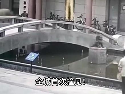 甘肃小区闯入250公斤巨兽,当地:深山都难得一见,它为啥跑到城里来?#涨知识#科普#内容启发搜索#科普一下#动物