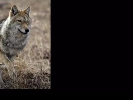 妈妈,当你踏上草原那一刻风就告诉我了#寻狼启示#重返狼群#狼王格林 在补充一句如果你退休了就回家找妈妈吧