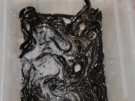 买回来的活泥鳅如何处理#养龟日常 #龟龟🐢 #养龟人 #窄桥 #记录宠物的日常生活