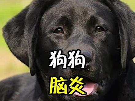 @三久拉布拉多犬舍-萌宠秀 狗狗脑炎的治疗#拉布拉多 #狗 #萌宠