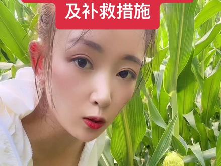 玉米香蕉穗形成原因及补救措施#新农人计划2023 #玉米 #关注我每天为你分享更多农业知识 #掰玉米 @抖音小助手