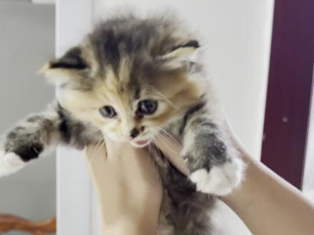 完蛋了 她妈不要她了 #夜间猫咪 #流浪猫 #小猫 #猫咪 #捡到猫