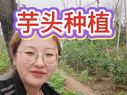 芋头长到4片叶,追肥到底用什么#芋头 #芋头种植 #芋头种植技术 #芋头种植技术分享 #芋头高产