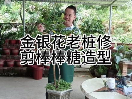 金银花老桩修剪做造型 #盆景制作 #盆景艺术 #金银花修剪技术 #金银花种植 #金银花盆景老桩