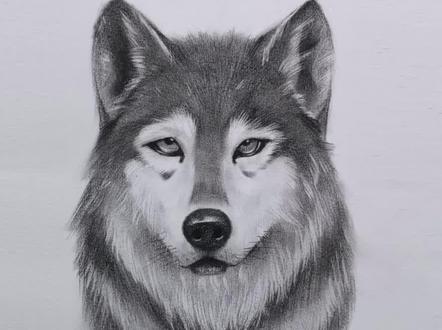 大灰狼详细教程💕你才是小可爱,我可是大灰狼#一起学画画 #素描 #画画 #零基础学画画 #大灰狼