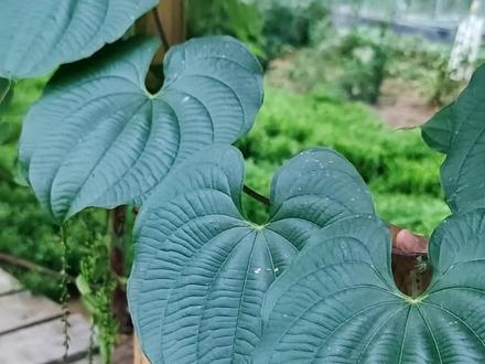 #硕果累累 南亩的奇花异草植物界的左撇子黄独 #农业 #明月千里共婵娟 #科普