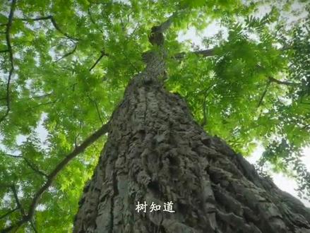 短片《树知道》——江苏省横林高级中学建校80周年高质量发展大会#江苏省横林高级中学 #高中生活