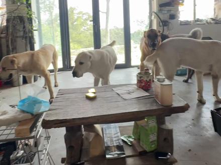 给小可爱们开小灶#萌宠 #养狗分享 #养狗日常 #狗狗 #明亮与狗